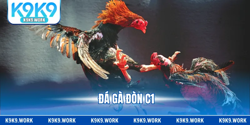 Đá Gà Đòn C1 - Giải Đấu Chuyên Nghiệp, Hấp Dẫn Top Đầu